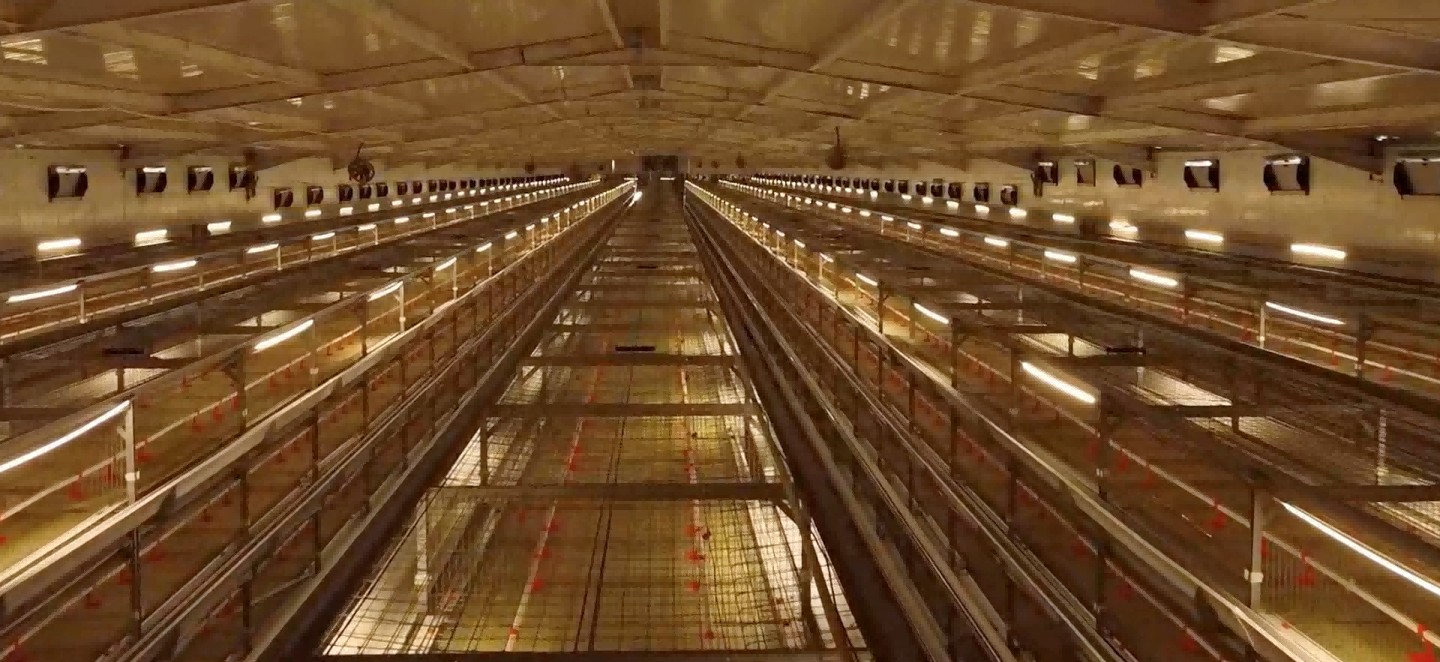 Un proyecto moderno de granja de pollos de engorde en Egipto