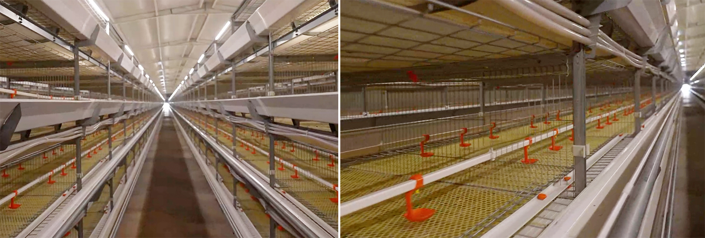 Un proyecto moderno de granja de pollos de engorde en Egipto