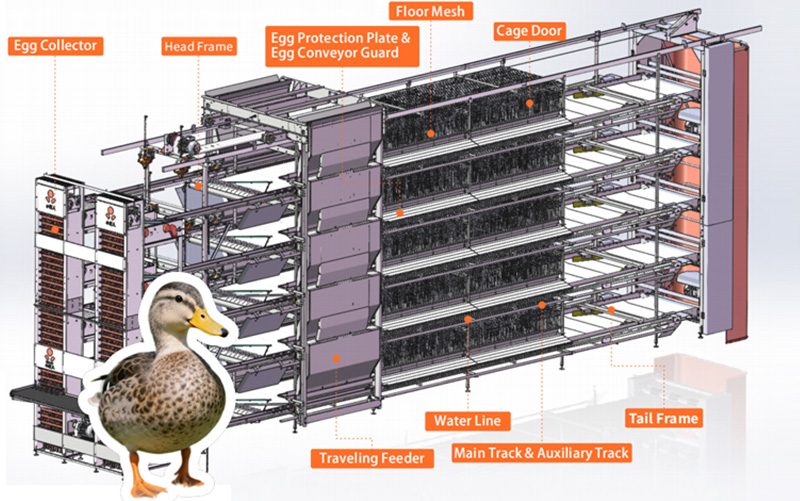 Sistema automatizado de cr&iacute;a de patos ponedoras de varios niveles: YL550