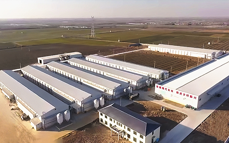 Proyecto Jinan 1 mill&oacute;n de ponedoras de 5 hileras y 5 niveles