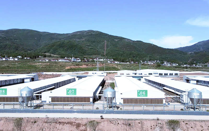 Proyecto Yuexi 3 millones de ponedoras de 5 hileras y 4 niveles