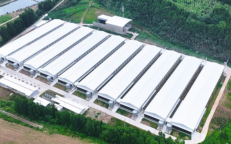 Shehong Proyecto de 3,5 millones de pollos de engorde de 6 hileras y 4 niveles