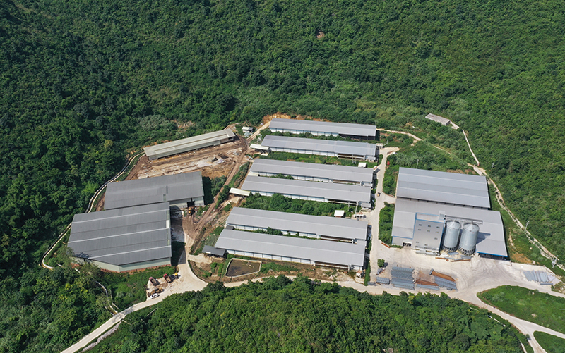 Nanning Proyecto de 1 mill&oacute;n de pollos de engorde de 5 hileras y 4 niveles