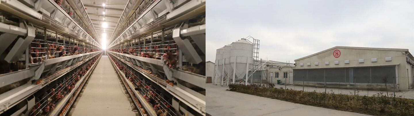 Little Giant ayuda a Hangshuo Animal Husbandry a construir una empresa agrícola digital líder en la provincia de Henan