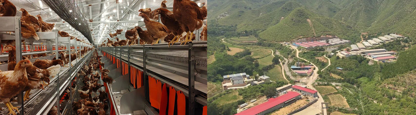 2024 Exhibición del proyecto de jaulas de bienestar para gallinas ponedoras de Hebei