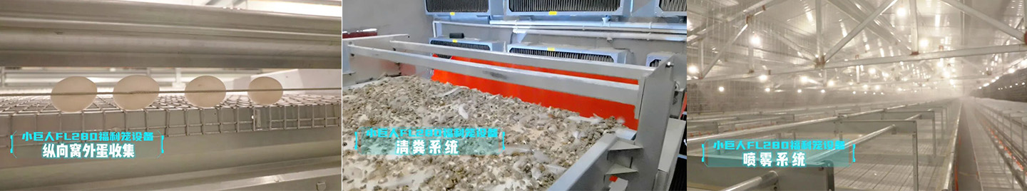 2024 Exhibición del proyecto de jaulas de bienestar para gallinas ponedoras de Hebei