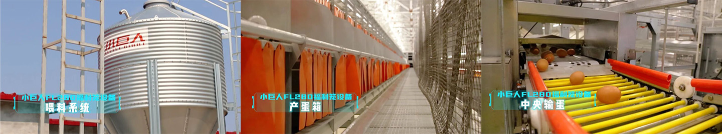 2024 Exhibición del proyecto de jaulas de bienestar para gallinas ponedoras de Hebei