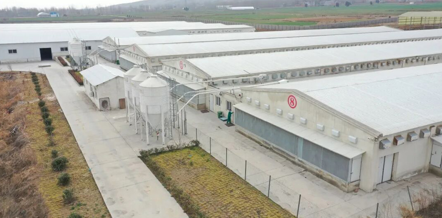 Little Giant ayuda a Hangshuo Animal Husbandry a construir una empresa agrícola digital líder en Henan