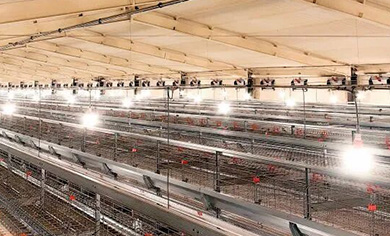 &iexcl;Repita el pedido! 13 casas de equipos demuestran la confianza sostenida de los clientes en Little G