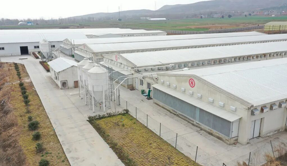 Little Giant ayuda a Hangshuo Animal Husbandry a construir una empresa agr&iacute;cola digital l&iacute;der en Hen