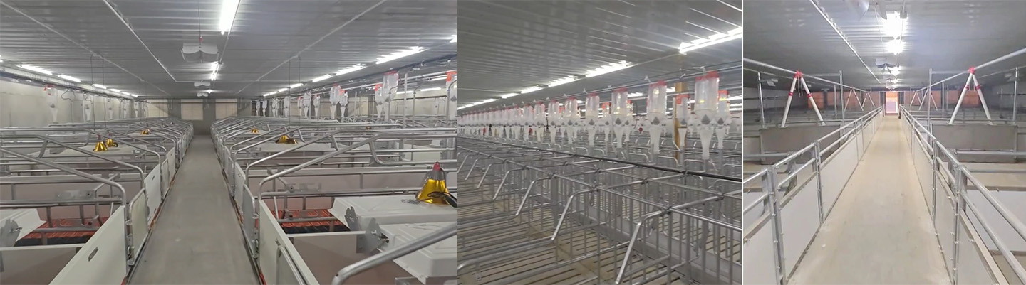 ¡Producción completa de una granja porcina moderna de 10.000 cabezas! Little Giant ayuda a construir un nuevo punto de referencia para lo moderno