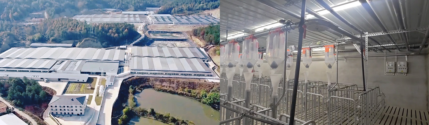 ¡Producción completa de una granja porcina moderna de 10.000 cabezas! Little Giant ayuda a construir un nuevo punto de referencia para lo moderno