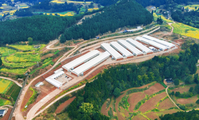 El proyecto EPC de 3 millones de pollos de engorde de Little Giant en Shehong ingresa a la fase final de construcci&oacute;n